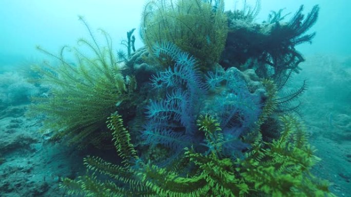 绿色和蓝色羽毛星海百合紧贴水下珊瑚。