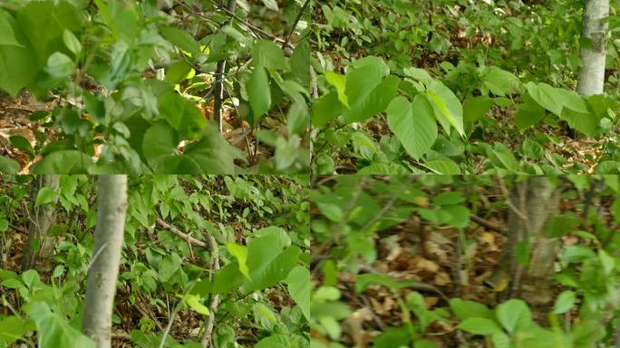 相当常见的黄喉莺鸟在地面上的纯林中繁衍
