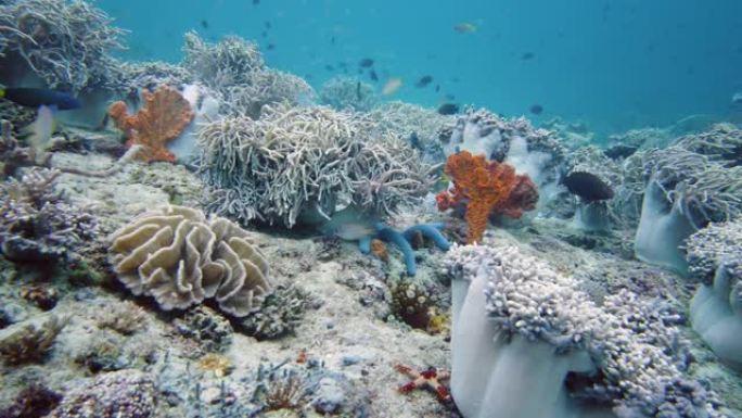 珊瑚礁和热带鱼。菲律宾莱特