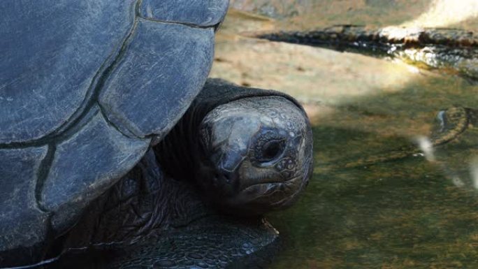 塞舌尔Praslin岛的Curieuse岛 (成功的野生乌龟保护计划的所在地) 上的Aldabra巨