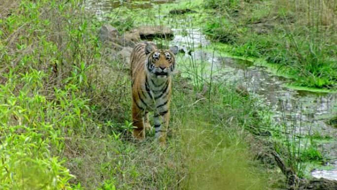 老虎站在水溪附近时看着相机