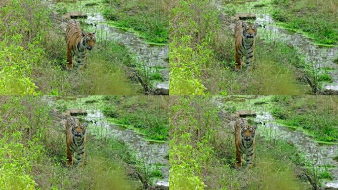 老虎站在水溪附近时看着相机