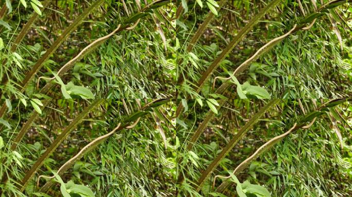 藤蛇栖息在不刺的热带植物茎上