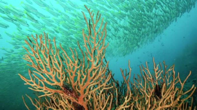 水下珊瑚礁特写与热带鱼学校 (Lutjanus lutjanus) 游泳