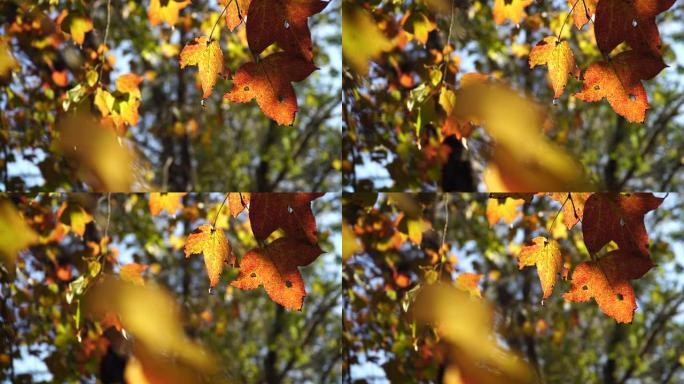枫树自然风光秋季红叶光影穿透