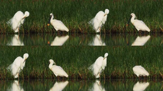 欧亚琵鹭 (Platalea leumorodia) 早上站在浅水中。绿色植物，长喙的白鹭鸟。