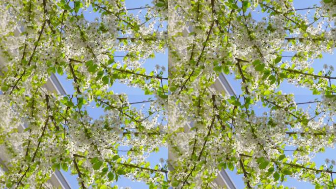 樱花-特写，在阳光明媚的日子里展示了一棵郁郁葱葱的樱桃树美丽的白花