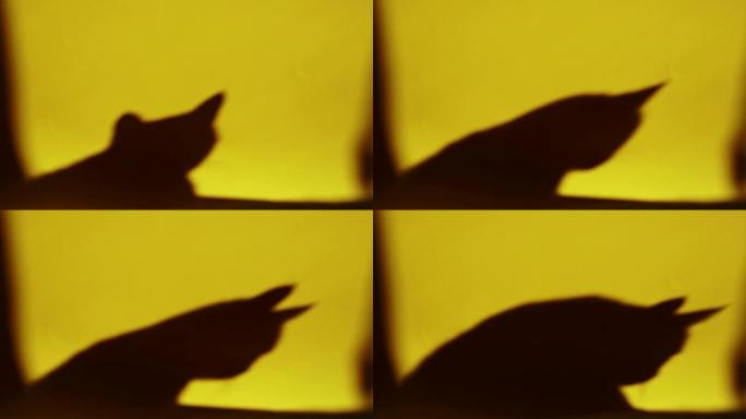 黄墙上的猫的影子黄墙上的猫的影子