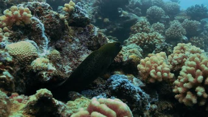 近距离的黄缘海鳗隐藏在珊瑚礁，在太平洋。水下生活与美丽的海鳗在海洋。珊瑚礁中的热带鱼。在清澈的水中跳