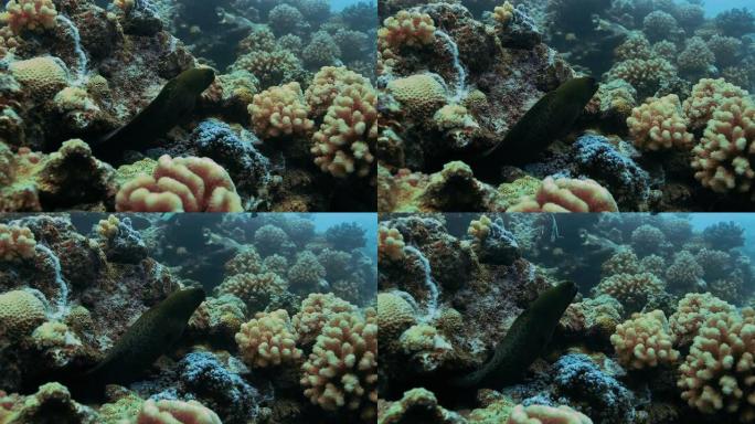 近距离的黄缘海鳗隐藏在珊瑚礁，在太平洋。水下生活与美丽的海鳗在海洋。珊瑚礁中的热带鱼。在清澈的水中跳