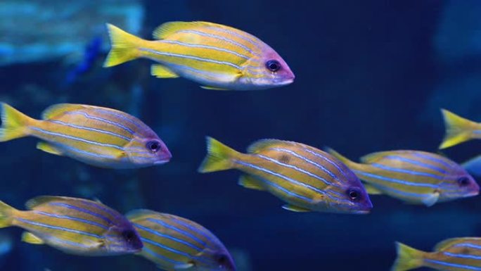热带珊瑚礁上的五颜六色5线鲷鱼。