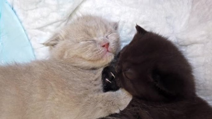新生小猫，黑白兄弟情谊，舔爪子