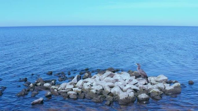 乌克兰基辅水库石头上的鸟鸬鹚。无人机