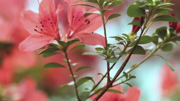 盛开的杜鹃花。春天开花杜鹃花开生机