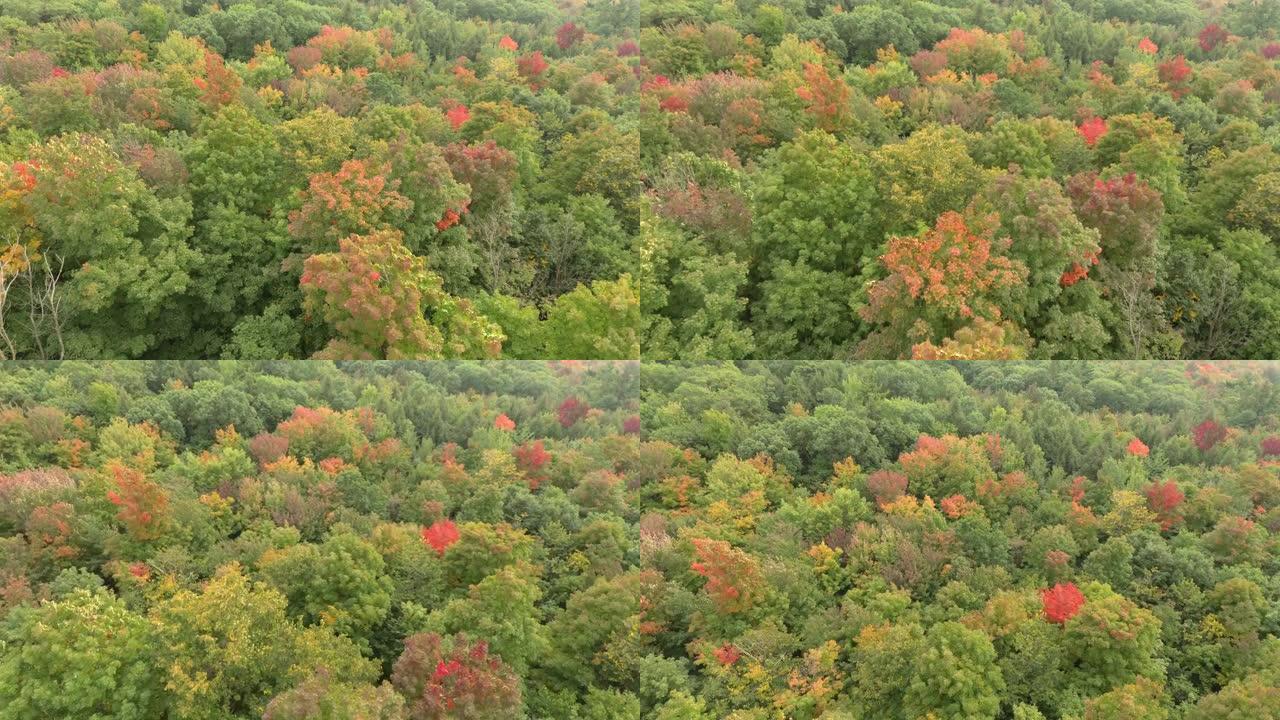 秋季现象开始时大风森林的空中抬高射击