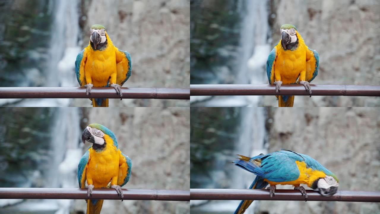 蓝色和黄色金刚鹦鹉鸟
