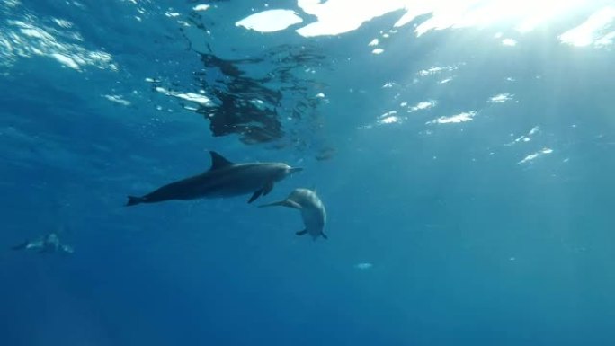 在早晨的阳光照射下，一群海豚在蓝色的水中在水面下绕一圈游泳。旋转海豚 (Stenella longi