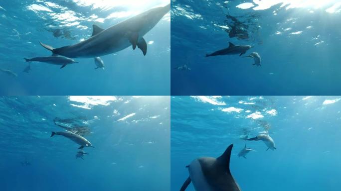 在早晨的阳光照射下，一群海豚在蓝色的水中在水面下绕一圈游泳。旋转海豚 (Stenella longi
