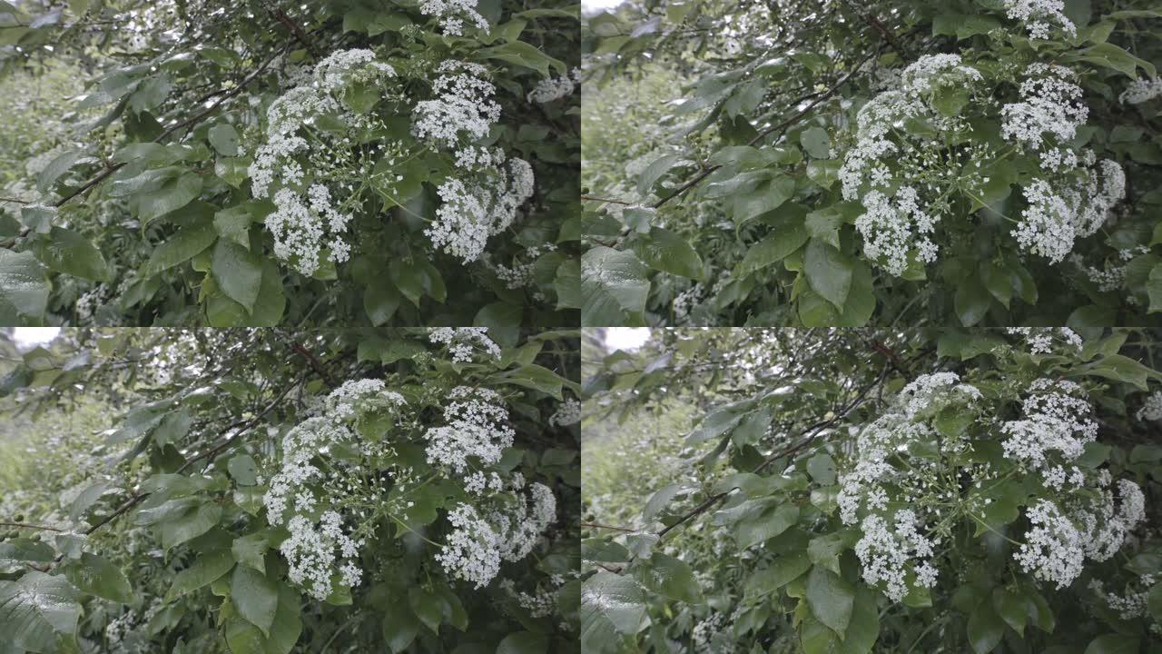 特写镜头，美丽的白色花朵的牛欧芹植物或它也被称为安妮女王的，花边生长在野外附近的树木。库存镜头。An