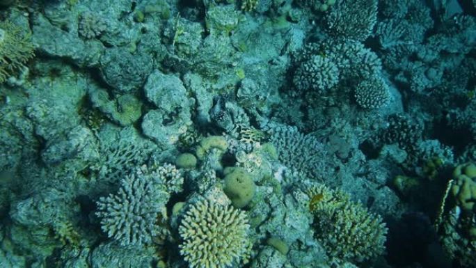 珊瑚花园海景。热带水下海鱼。水下鱼礁海洋。热带色彩缤纷的海景。水下珊瑚礁。珊瑚礁场景。
