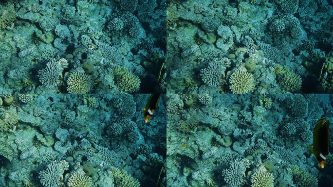 珊瑚花园海景。热带水下海鱼。水下鱼礁海洋。热带色彩缤纷的海景。水下珊瑚礁。珊瑚礁场景。