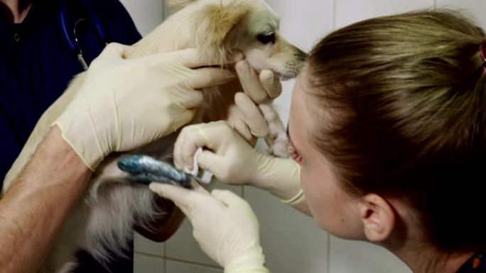 两名兽医在兽医诊所治疗吉娃娃狗的腿部骨折。4K