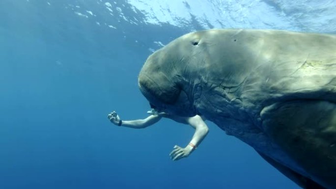 戴着面具的游客潜水，并在海牛的背景下在蓝色水中游泳。儒艮或海牛 (Dugong dugon) 水下拍