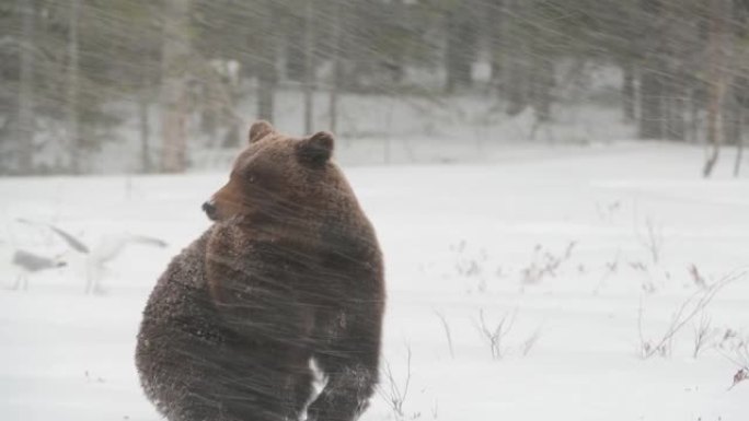 冬季森林雪地里的野生成年棕熊。