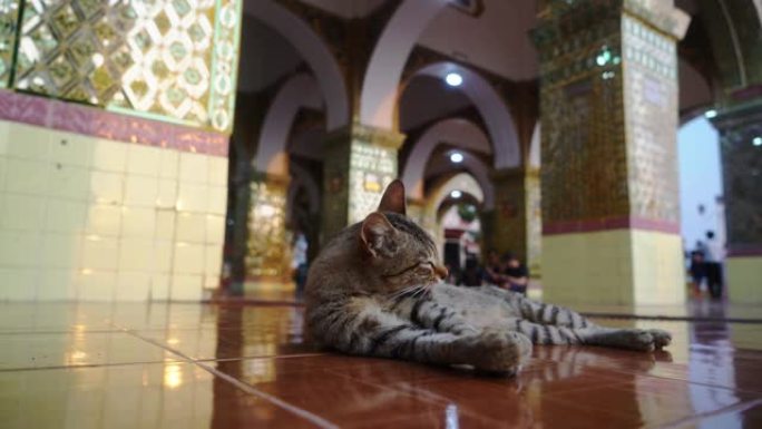 日落时曼德勒马哈穆尼佛寺的猫