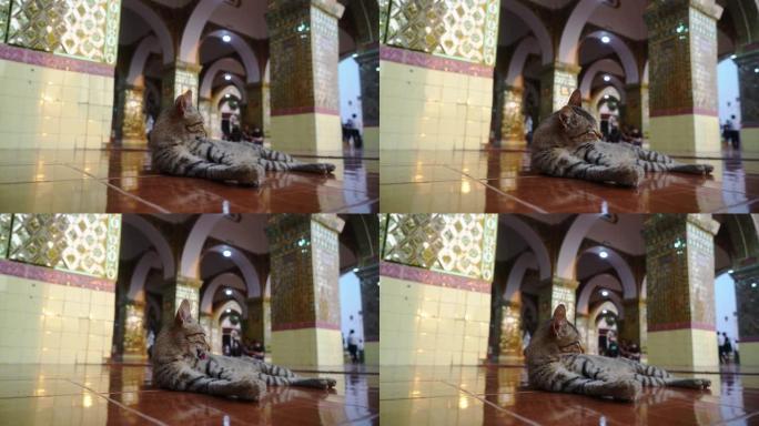 日落时曼德勒马哈穆尼佛寺的猫