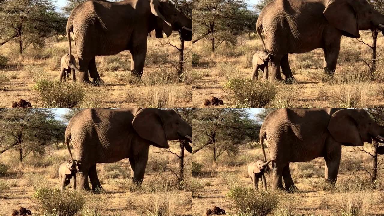 一群非洲象非洲象