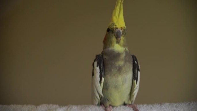 一只漂亮的雄鹦鹉栖息鸟鹦鹉可爱的玫瑰色脸颊和黄色凤头灰色身体视频一个肖像拍摄与孤立的平原背景与复制空