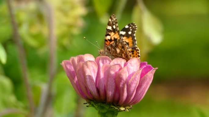 蝴蝶在漂亮的粉红色花朵上休息和拍打翅膀