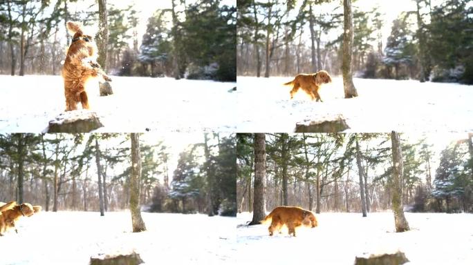雪中开朗的狗雪中开朗的狗雪景