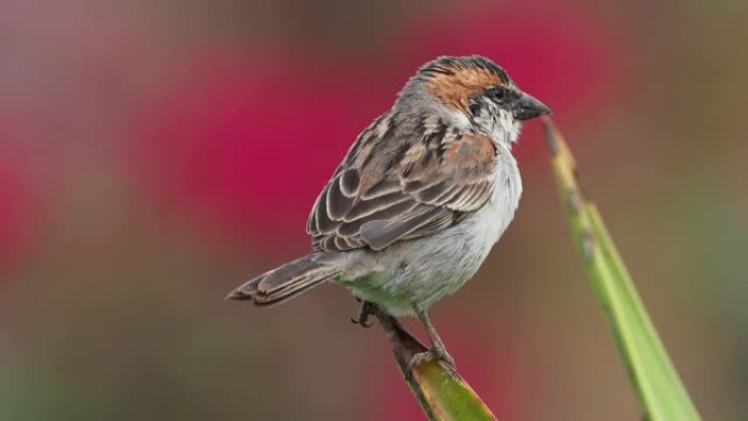 Iago Sparrow - Passer iagoensis-也被称为佛得角或红锈背麻雀，是佛得角