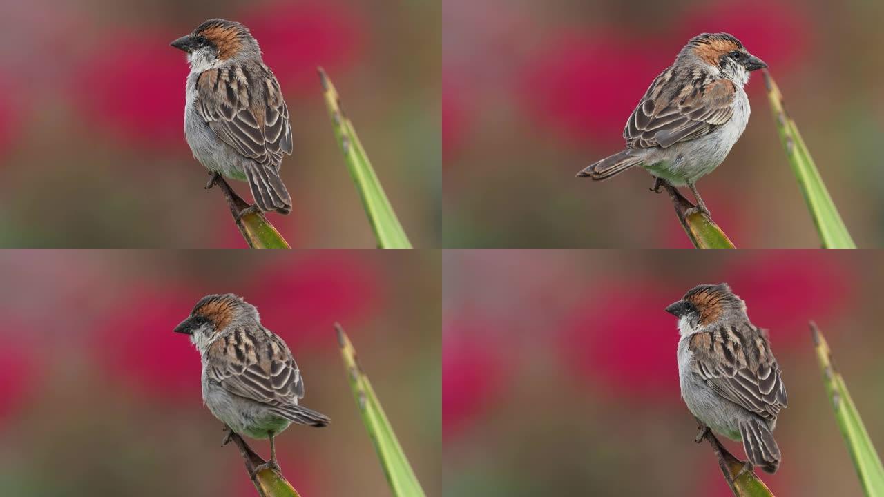 Iago Sparrow - Passer iagoensis-也被称为佛得角或红锈背麻雀，是佛得角