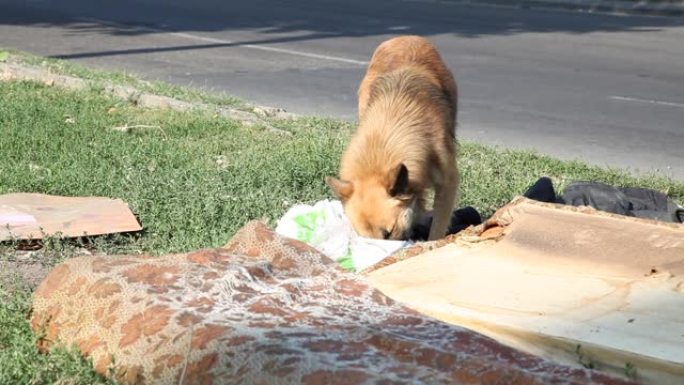 无家可归的狗在垃圾桶里寻找食物