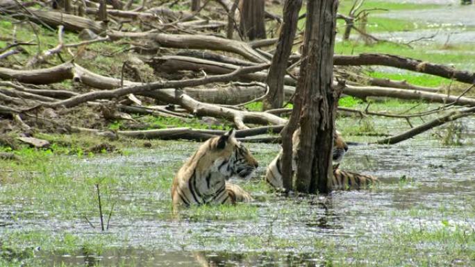 湿地的老虎