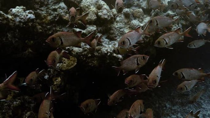 靠近太平洋珊瑚礁的砖兵鱼。热带鱼浅滩的水下生物。在清澈的水中潜水。