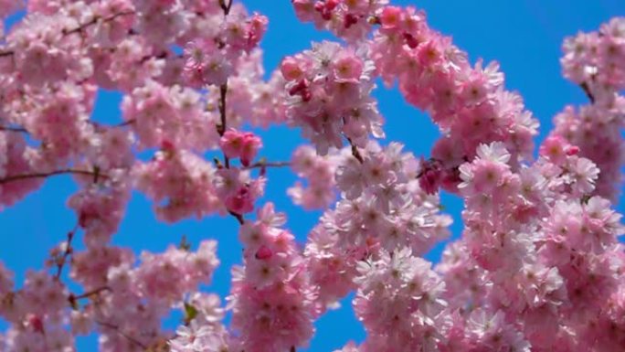 在阳光明媚的春天，风吹过樱桃树的花朵