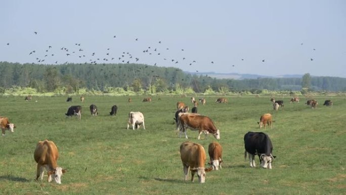 在牧场上放牧的牛与飞鸟群