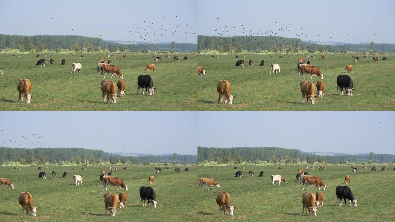在牧场上放牧的牛与飞鸟群