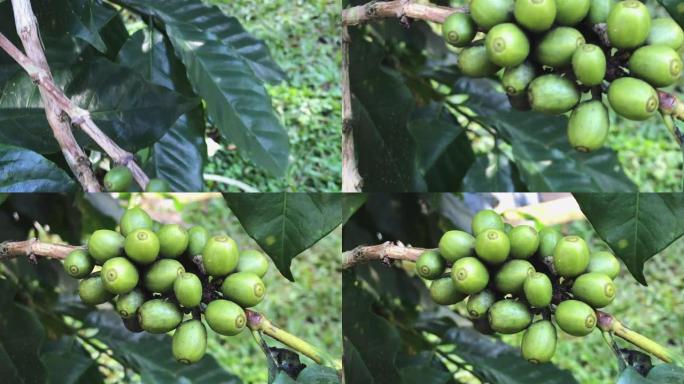 关闭农场树枝上的生咖啡树豆。平移镜头