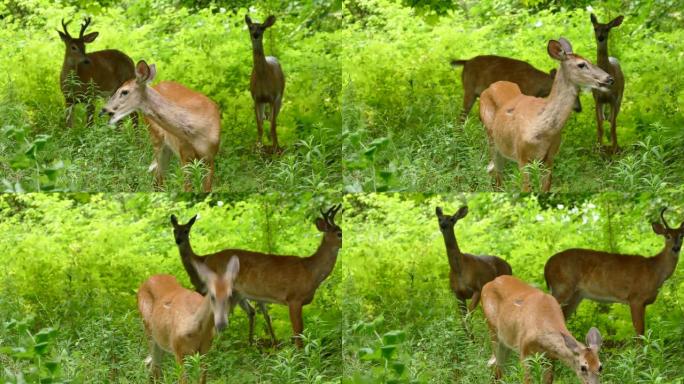 三只鹿面对镜头，在风中吃草时慢慢移动