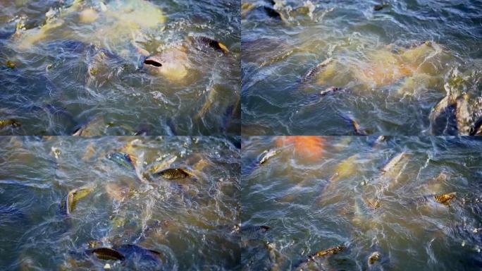 慢动作在池塘里喂鱼，许多鱼在农场农业中吃食物，人们的放松和度假时间，河里尼罗罗非鱼的有机食品，有机农