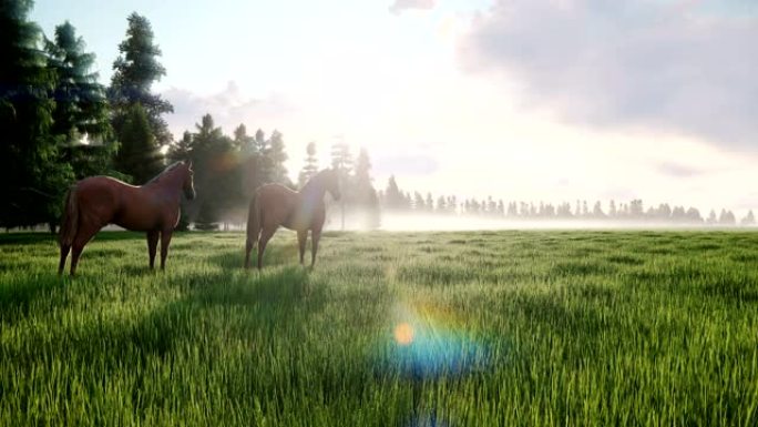 黎明时分，美丽的野马在草地上吃草。马的概念。循环动画。