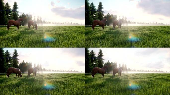 黎明时分，美丽的野马在草地上吃草。马的概念。循环动画。