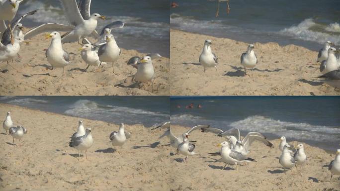 海边的海鸥。慢动作