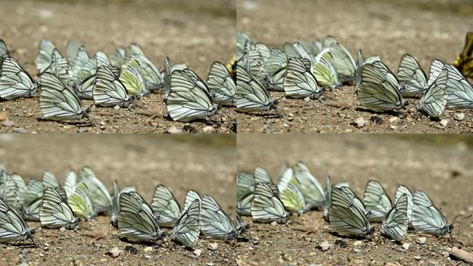 特写慢动作山区吸收养分并在地面上爬行的一群带有青色翅膀的蝴蝶。大自然中一群五颜六色的蝴蝶。有些蝴蝶会