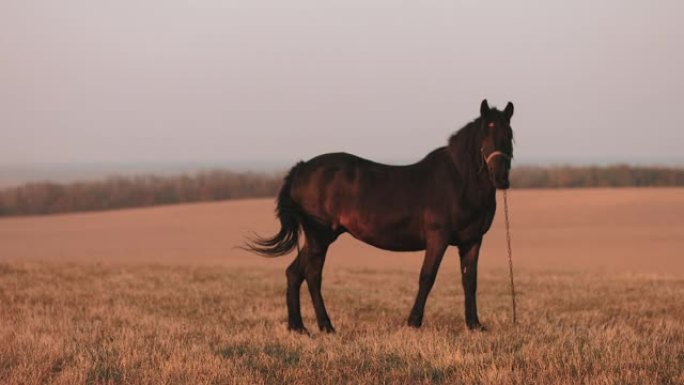 野生棕色的马在日落时吃草。低角度慢动作